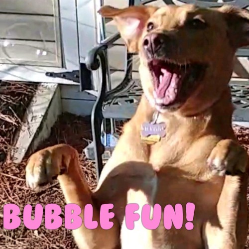 Yellow Labrador Retriever Mix