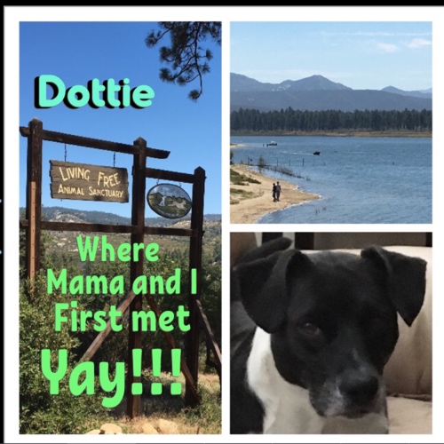 Dottie (break) Sick