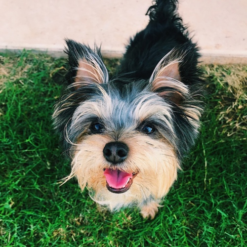 Yorkshire Terrier