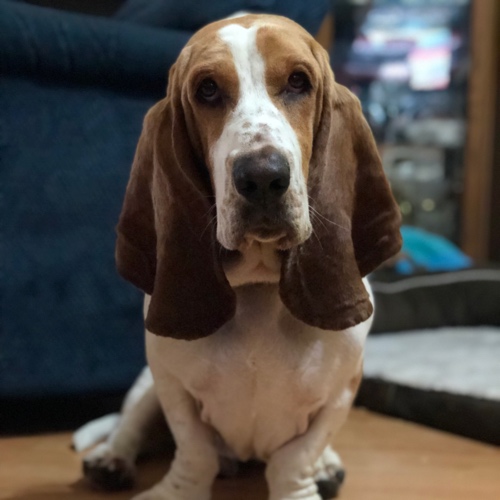 Milo aka MyLow Ryder