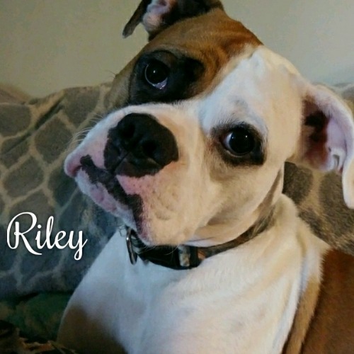 Riley