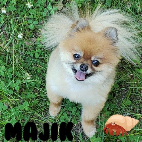 Majik