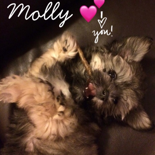 Molly