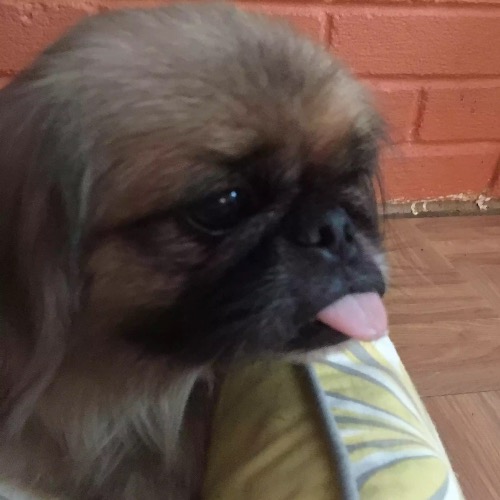 Pekingese