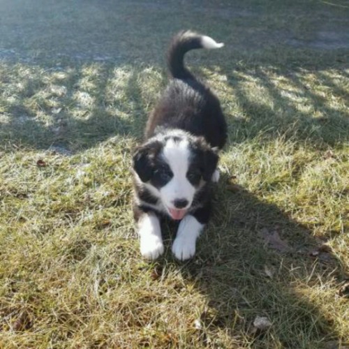 Border Collie