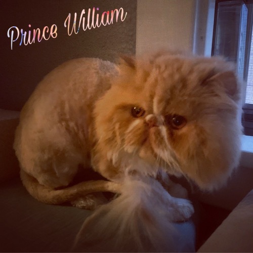 Prince William