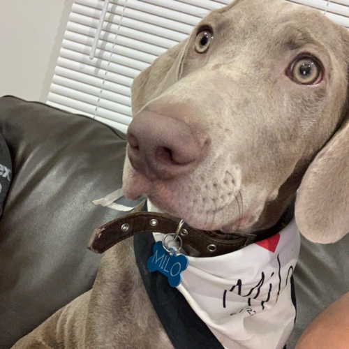 Weimaraner Mix Dog Breed - The Cutest Weimaraner Mix Photos