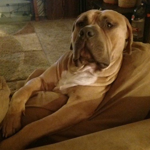 Bruno aka Bluenose M