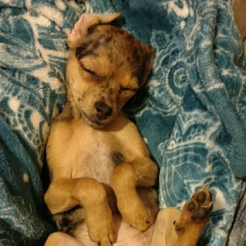 Chiweenie Mix Dog Breed - The Cutest Chiweenie Mix Photos