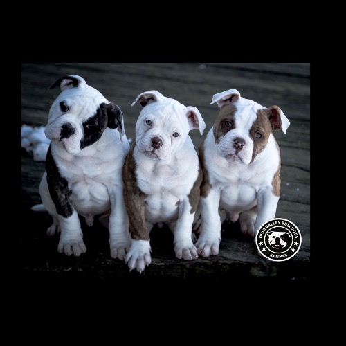 Bulldog puppies