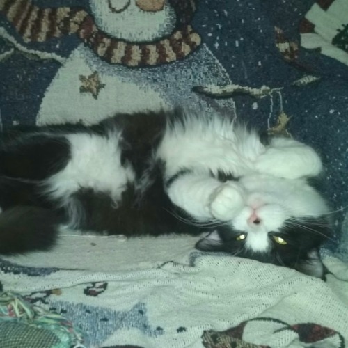 Domestic Medium Hair Mix