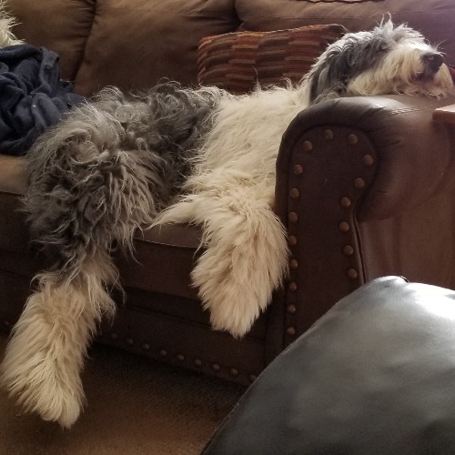 Old English Sheepdog