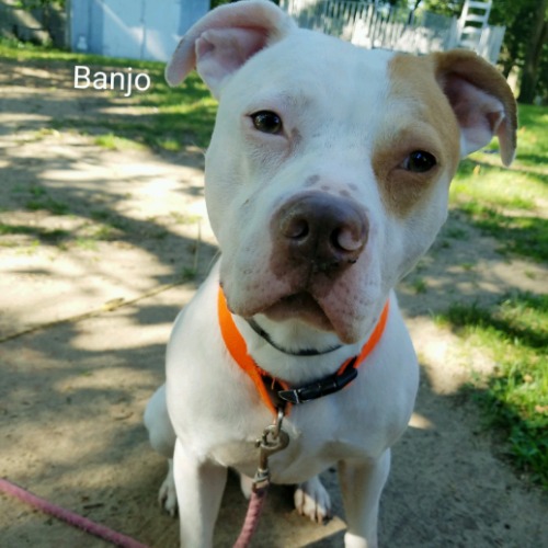 Banjo 