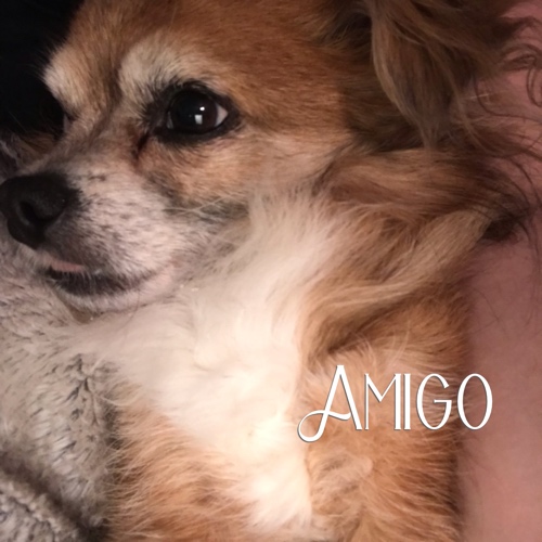 Amigo