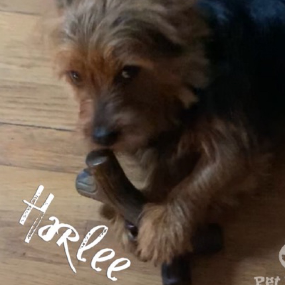 Corkie Dog Breed - The Cutest Corkie Photos