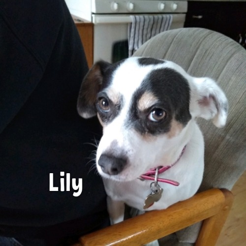 Lily