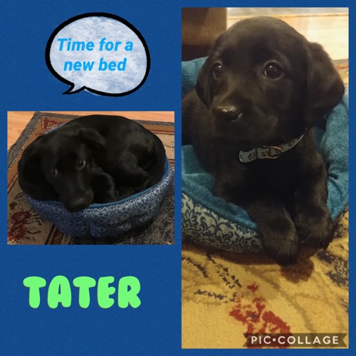Tater