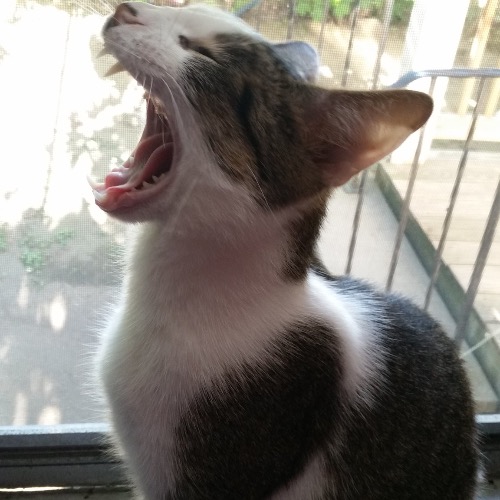 jack Sparrow aka Sparrow