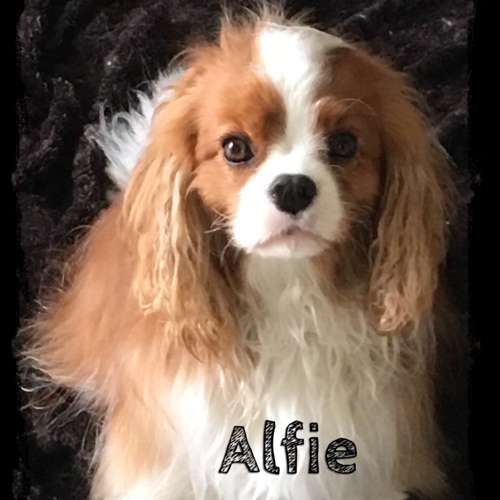 Alfie 