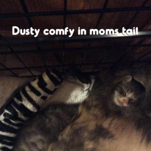 Dusty