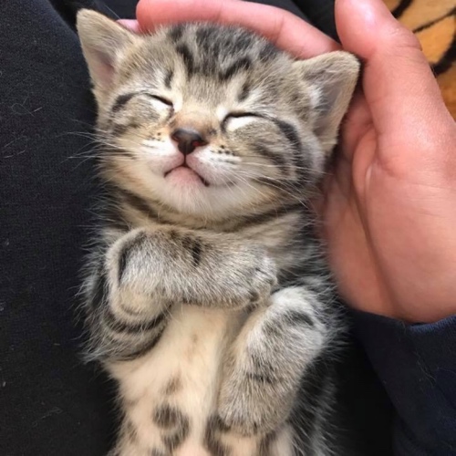 Domestic Short Hair Mix