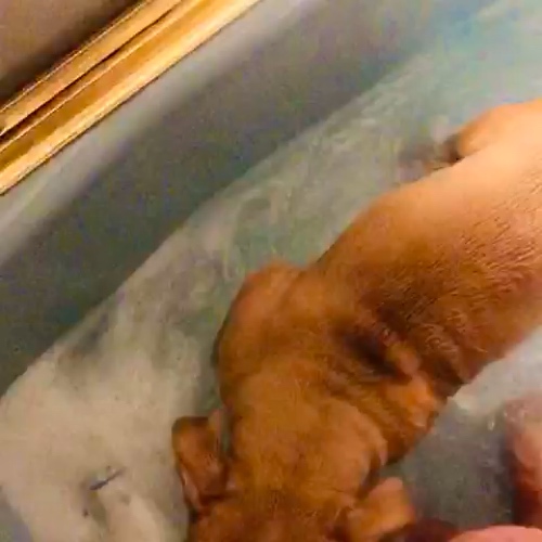 Miniature Pitbull Terrier