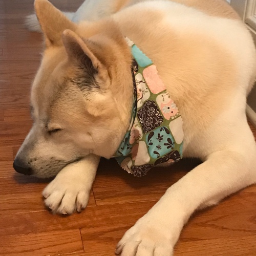 Honey Ai (Love in Japanese) Perales