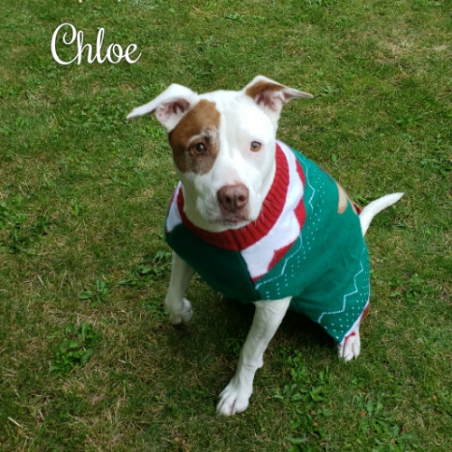Chloe RIP 2-5-22