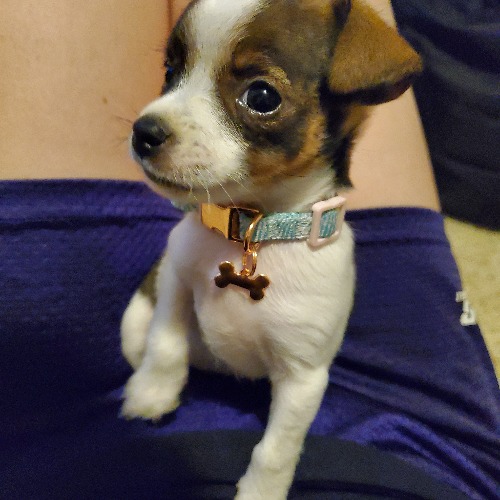 Fox terrier and hot sale shih tzu mix