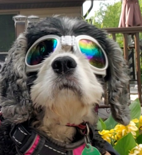 Miniature Cocker Spaniel Mix