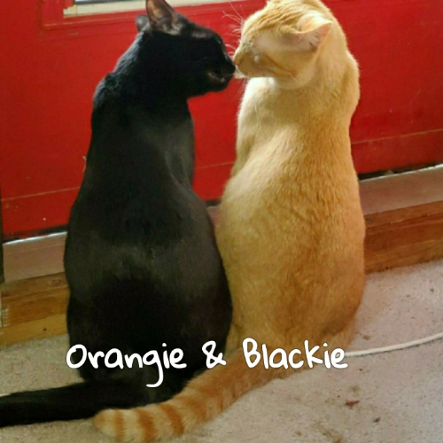 Orangie & Blackie