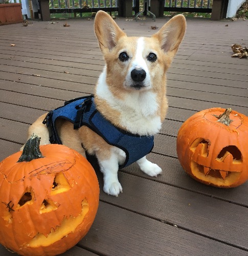 Halloween Corgi 2022