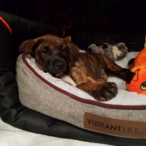 Gidget,Max andStella