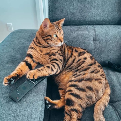 Bengal Cat Breed - The Cutest Bengal Photos