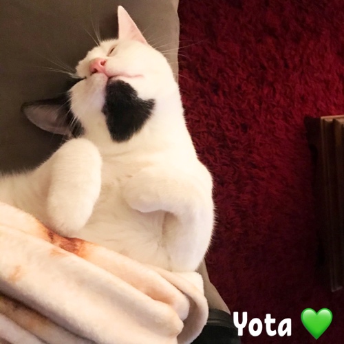 Yota
