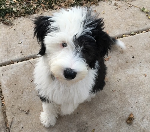 Sheepadoodle