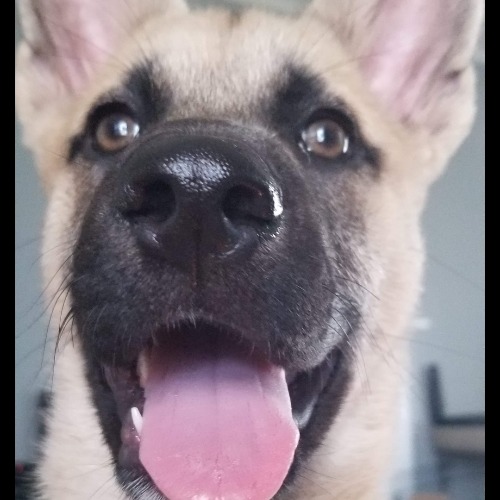 Belgian Malinois Dog Breed - The Cutest Belgian Malinois Photos