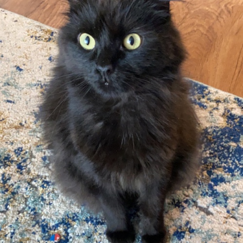 Maine Coon Mix Cat Breed The Cutest Maine Coon Mix Photos
