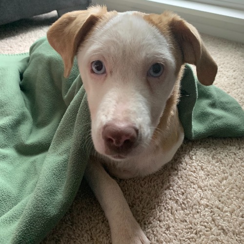 Miniature American Shepherd