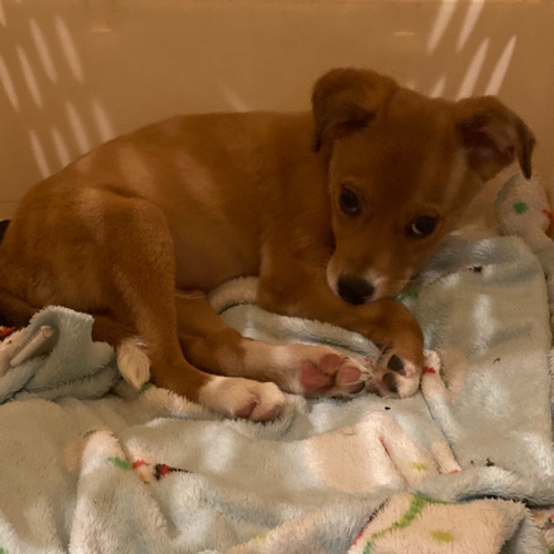 Snickers And Tacocat