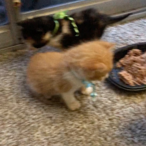 Foster Kittens