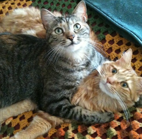 I have two, Penelope and Zach