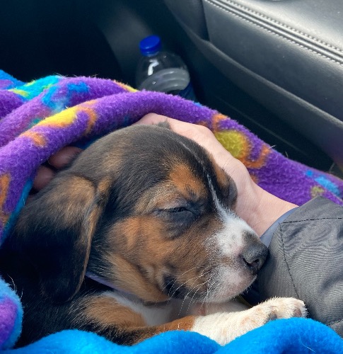 Xena WarriorPrincess