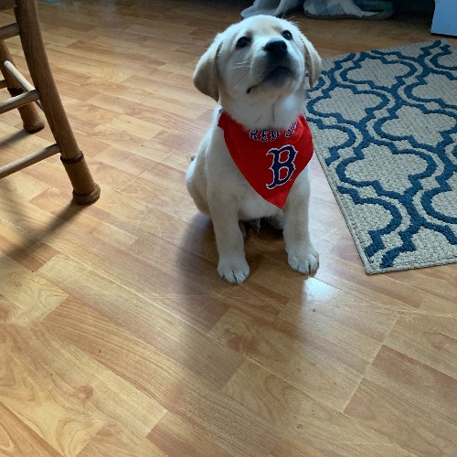 Red Labrador Retriever