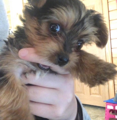 Teacup Yorkshire Terrier