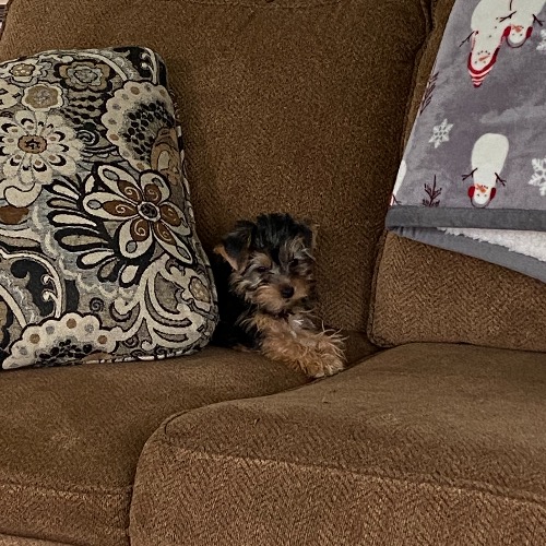 Sugar & Lil’ Angel