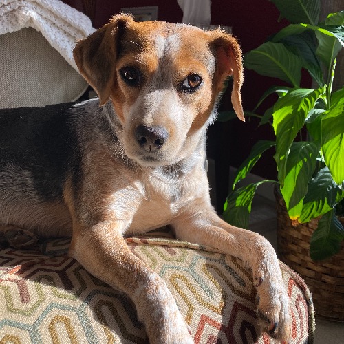 Miniature Beagle Mix Dog Breed The Cutest Miniature Beagle Mix Photos