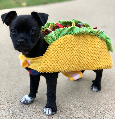 Vote for Bheem for Cutest Dog of 2022 Vote for Bheem for Cutest Dog of 2022
