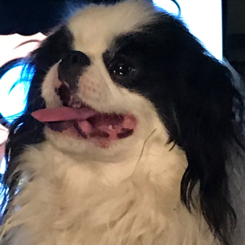 Japanese Chin