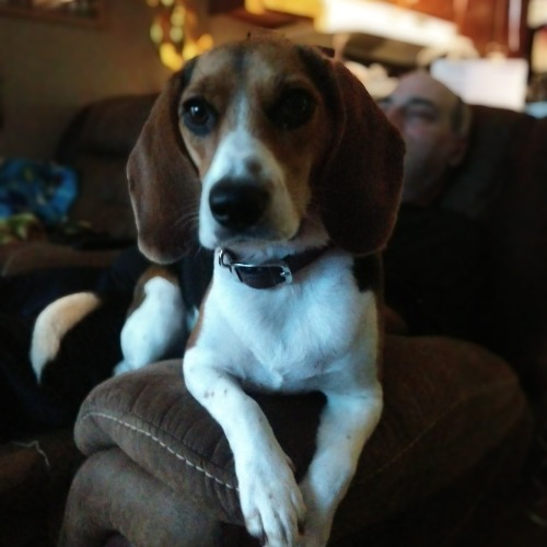 Miniature Beagle Mix Dog Breed The Cutest Miniature Beagle Mix Photos